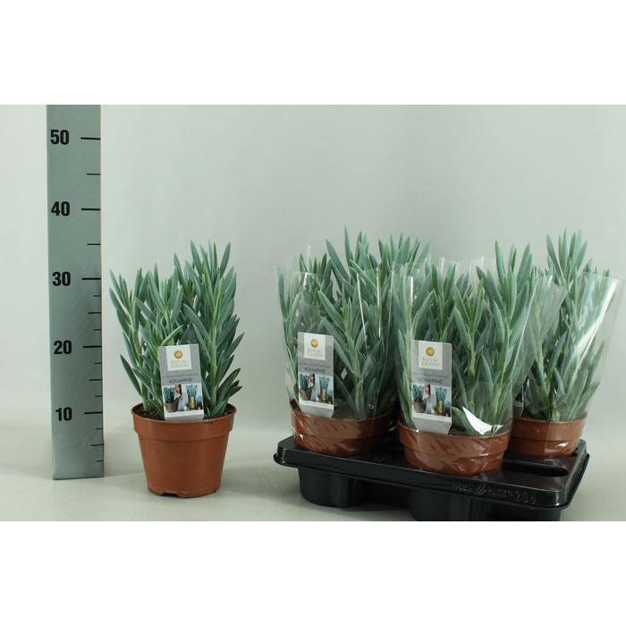 <h4>Curio ficoides Tali Mount Everest 15Ø 30cm</h4>