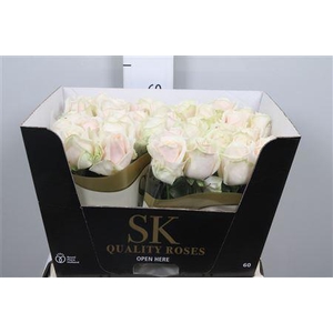 R Gr Lovely Avalanc+