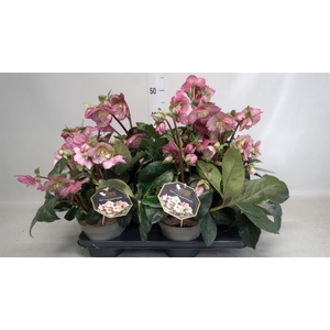 Helleborus  'Ice N Roses Rosetta'