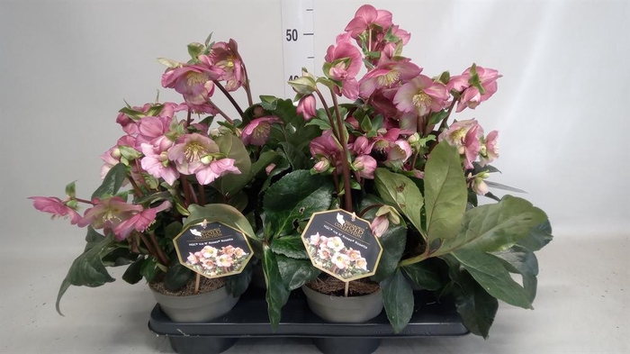 <h4>Helleborus  'Ice N Roses Rosetta'</h4>