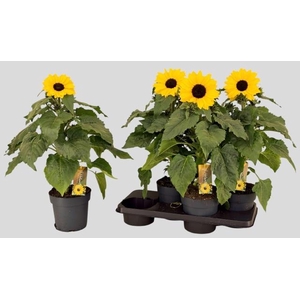 HELI SUNFIN YEL D CE