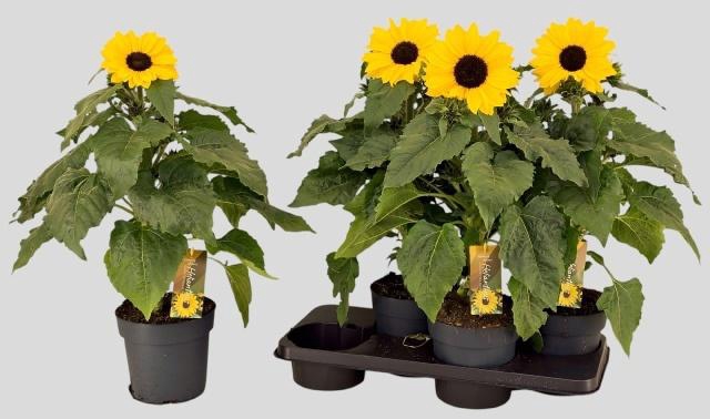 HELI SUNFIN YEL D CE