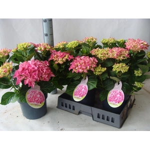 Hydrangea mac.