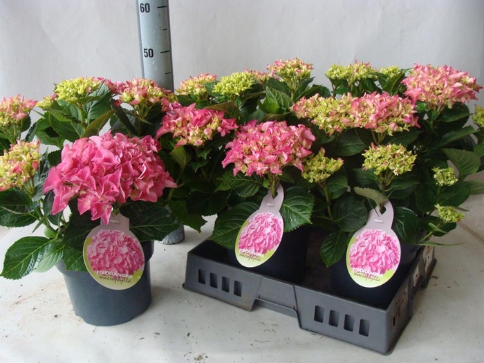 <h4>Hydrangea mac.</h4>