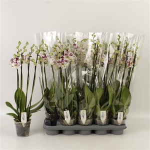 PHAL AN MARRAKESH