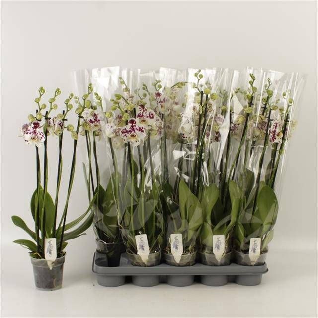 <h4>PHAL AN MARRAKESH</h4>