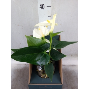 Anthurium  'Karma White'