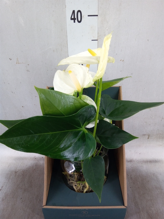 <h4>Anthurium  'Karma White'</h4>