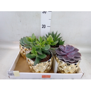 Succulents   ...mix 4