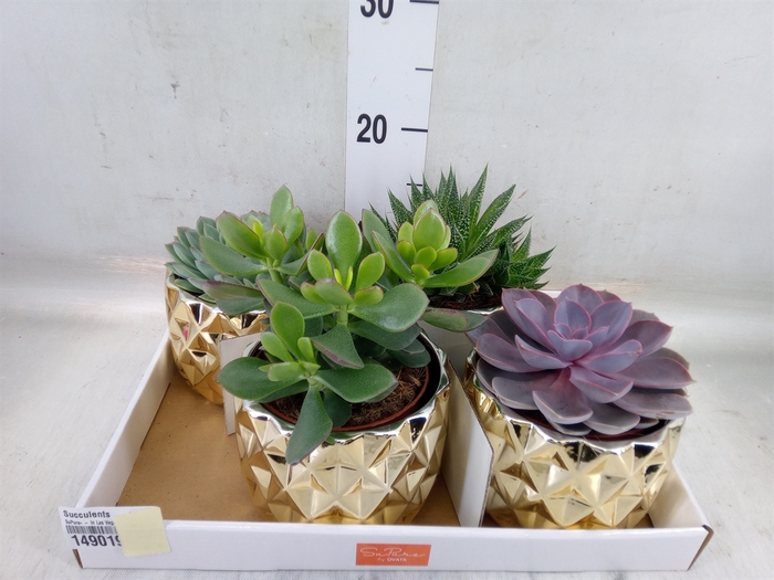 <h4>Succulents   ...mix 4</h4>