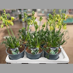ALBUCA  FRIZ SIZZLE