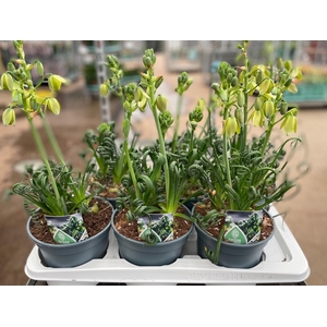 ALBUCA  FRIZ SIZZLE