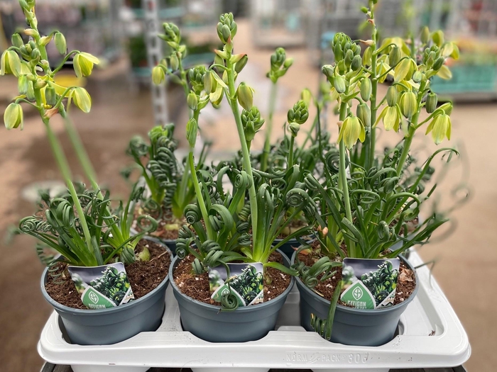 <h4>ALBUCA  FRIZ SIZZLE</h4>