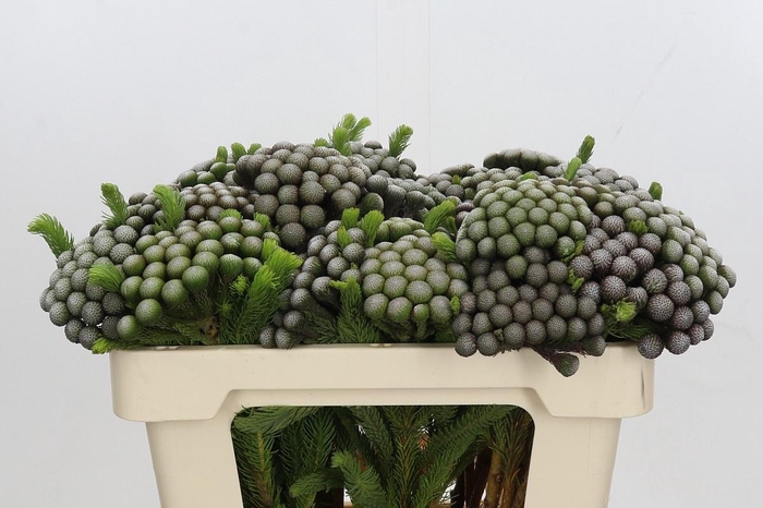 <h4>BRUN ALBIFLORA</h4>