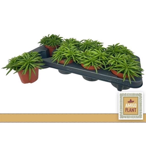 Peperomia Happy-Bean 10,5Ø 14cm