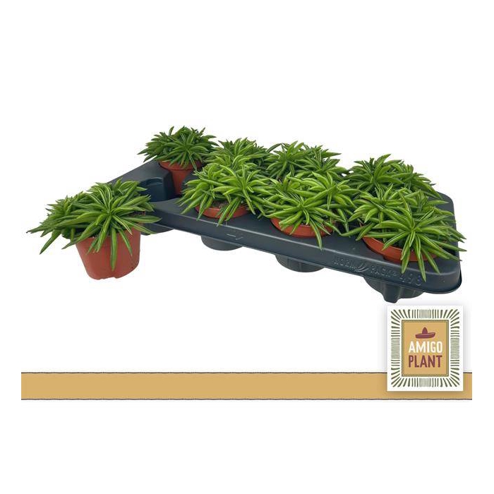 <h4>Peperomia Happy-Bean 10,5Ø 14cm</h4>