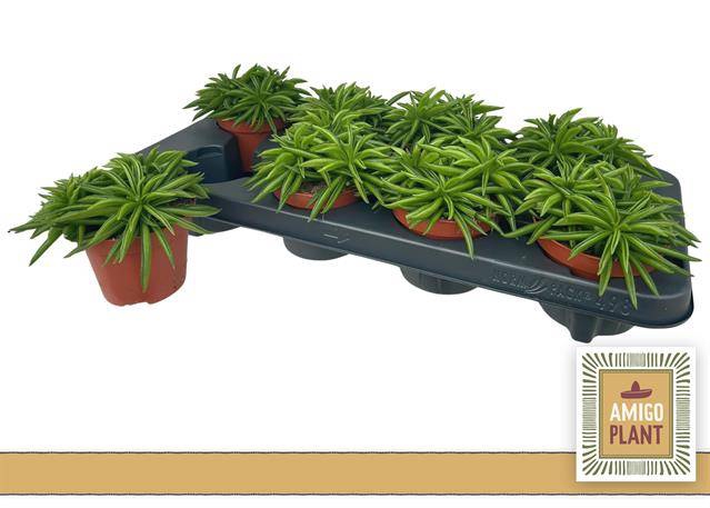 Peperomia Happy-Bean 10,5Ø 14cm