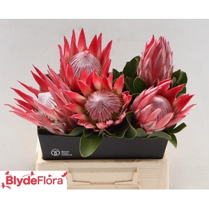 PROTEA CY CLARE