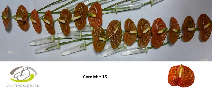 <h4>ANTH A CORNICHE 15</h4>