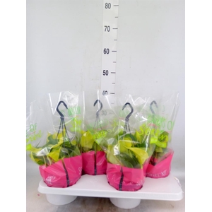 Philodendron scand. 'Brasil'