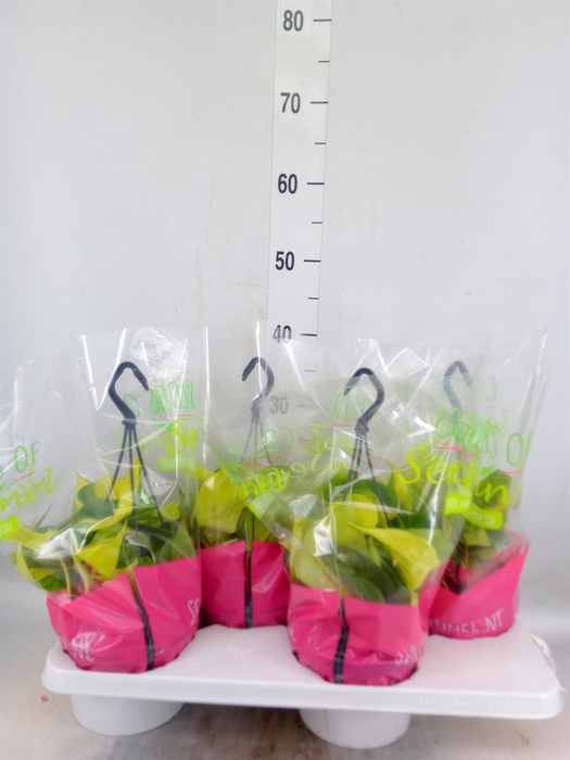 <h4>Philodendron scand. 'Brasil'</h4>