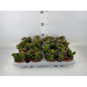 Crassula ovata 'Minor'