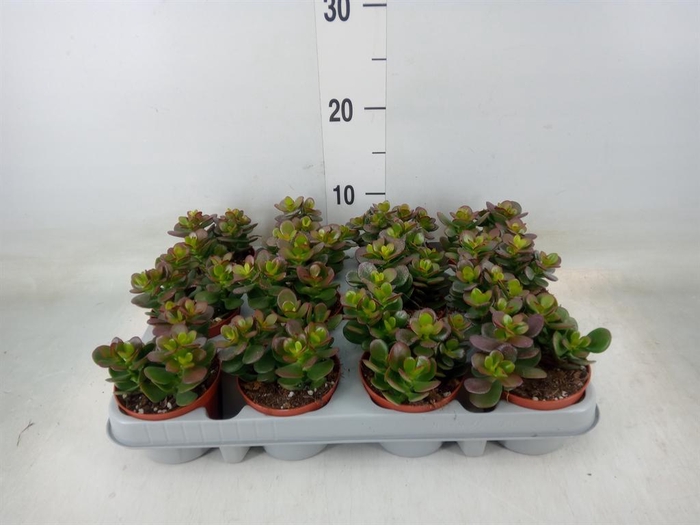 <h4>Crassula ovata 'Minor'</h4>