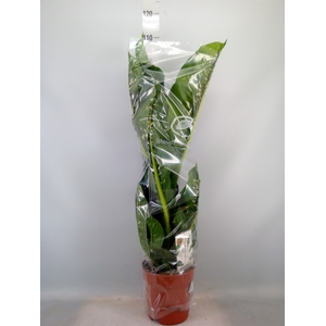 Dieffenbachia seg. 'Caiman'