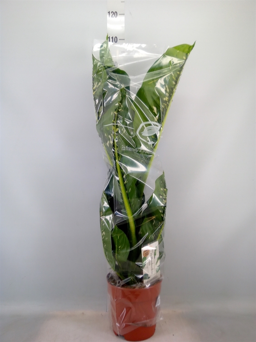 <h4>Dieffenbachia seg. 'Caiman'</h4>