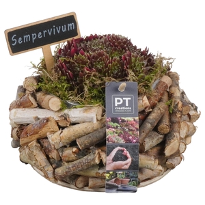 PTS7440 Arrangement Sempervivum in houten bak