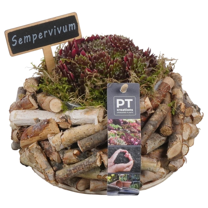 <h4>PTS7440 Arrangement Sempervivum in houten bak</h4>