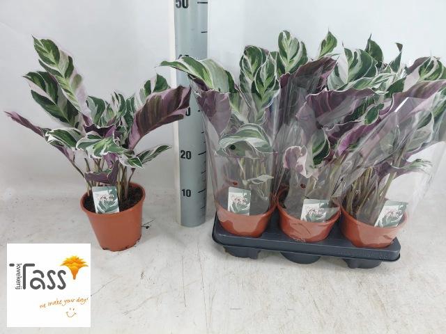 <h4>CALAT FUSION WHITE</h4>