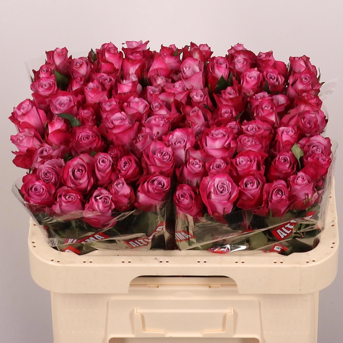 <h4>R GR DEEP PURPLE</h4>