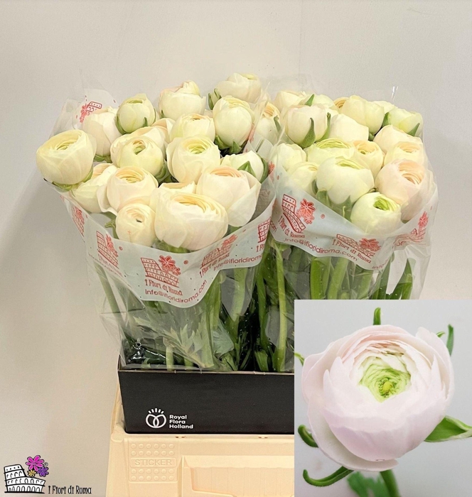 <h4>Ran Clone Hanoi</h4>