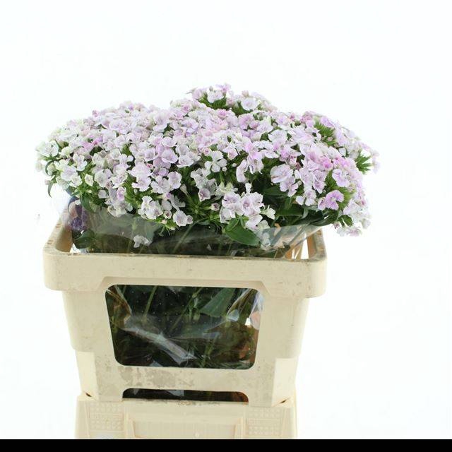 <h4>DI BARB AM ROSE</h4>