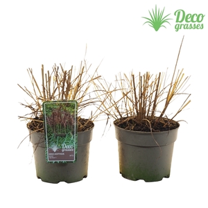 Miscanthus sinensis 'Red Tower'®