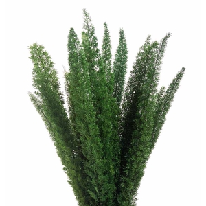 Foxtail green stabi