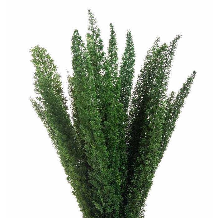 <h4>Foxtail green stabi</h4>