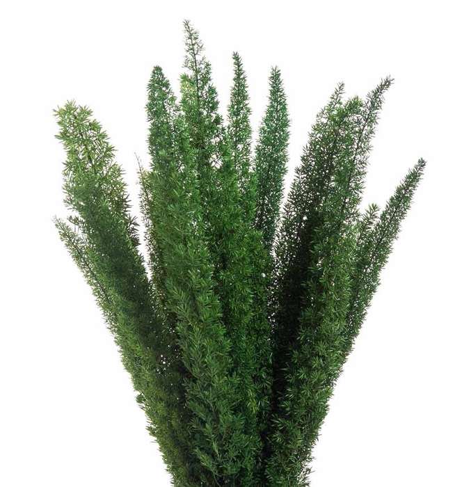 Foxtail green stabi