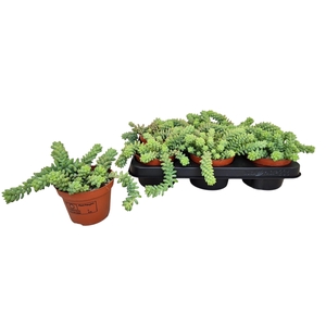 SEDUM BURRITO