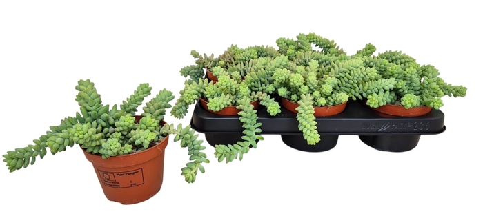 <h4>SEDUM BURRITO</h4>