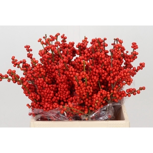 Ilex Rood