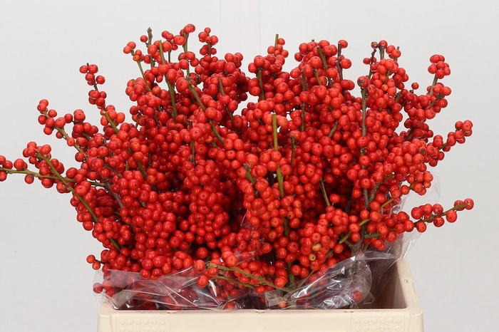 <h4>Ilex Rood</h4>