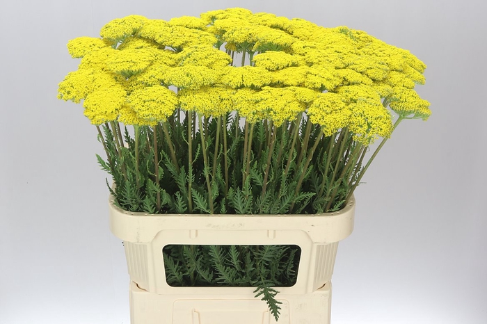 <h4>Achillea Parkers Variety</h4>