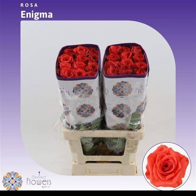 <h4>R GR ORANGE ENIGMA</h4>
