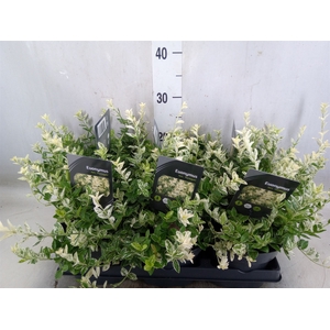 Euonymus fortunei 'Harlequin'