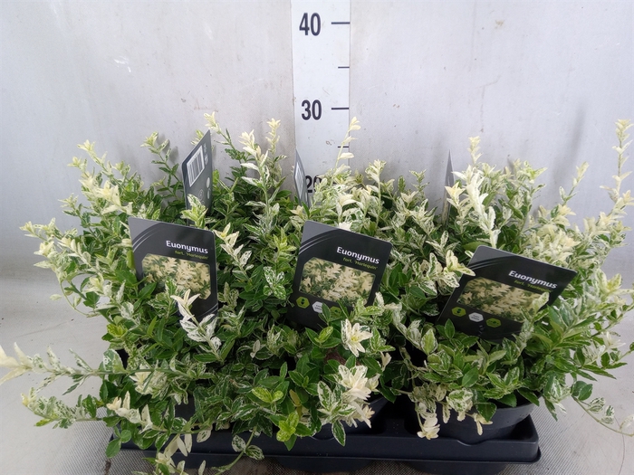 <h4>Euonymus fortunei 'Harlequin'</h4>