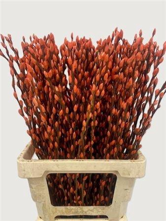 <h4>SALIX OV KLB H%</h4>