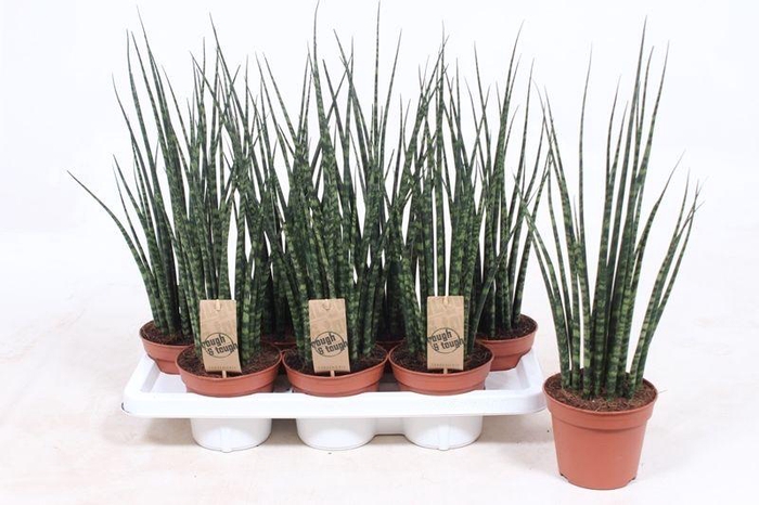 <h4>Sansevieria 'Fernwood' Mikado</h4>