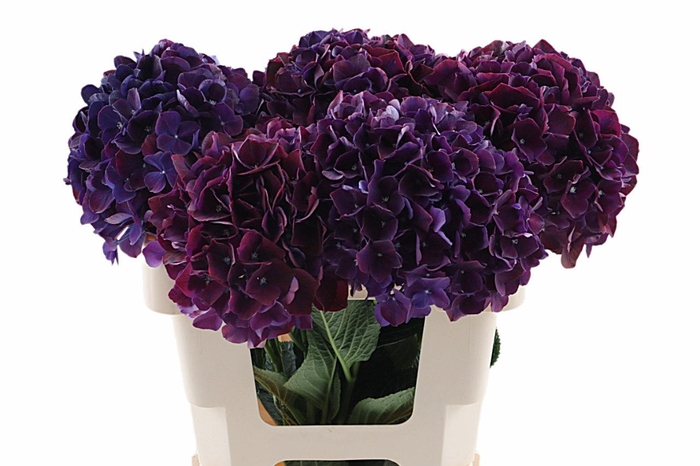 <h4>Hydr Ruby Aubergine 40 cm Vicini</h4>